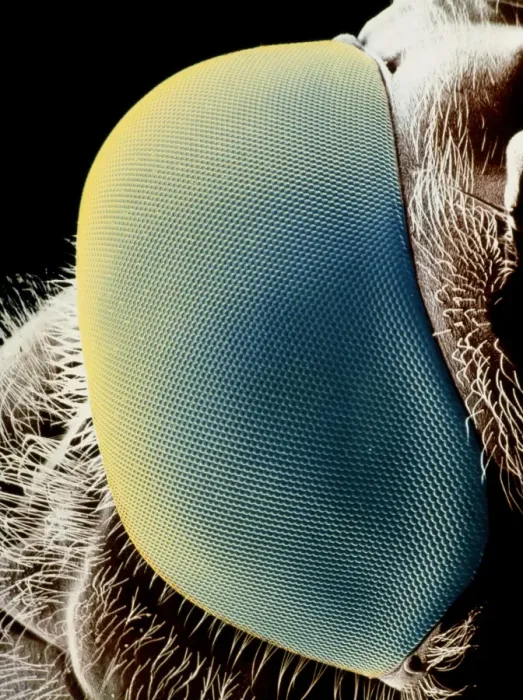 Framed Print : False-colour SEM Print of a Hoverfly's Eye Framed Print : False-colour SEM Print of a Hoverfly's Eye