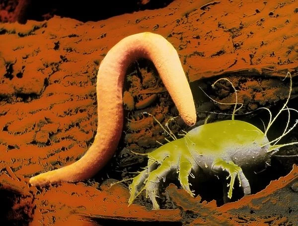 False-colour SEM of a nematode worm & Acarus siro