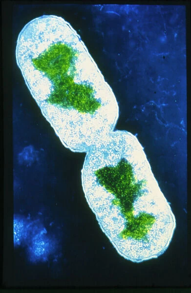 False-colour TEM of bacterium E. Coli