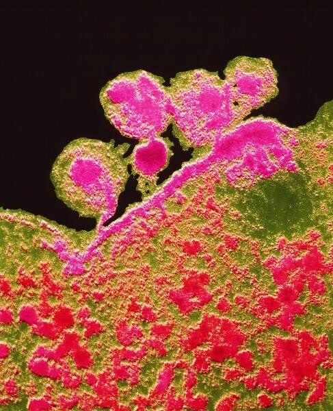 False-colour TEM of budding AIDS viruses