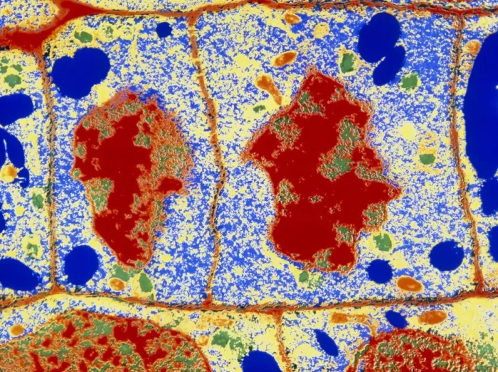 Framed Print : False-colour TEM Print of Maize Root Cell Division Framed Print : False-colour TEM Print of Maize Root Cell Division