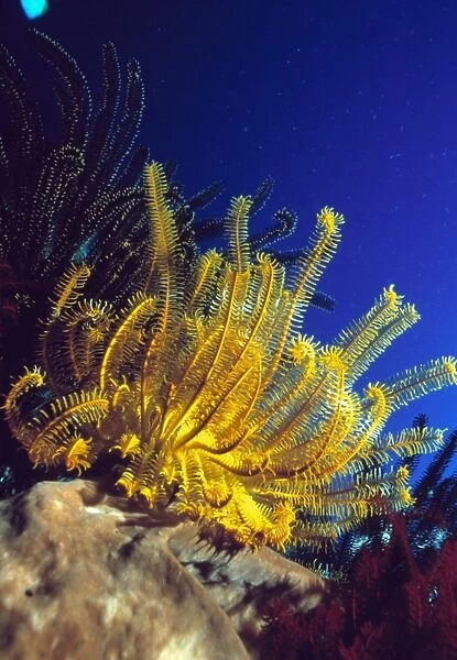 Featherstars on coral