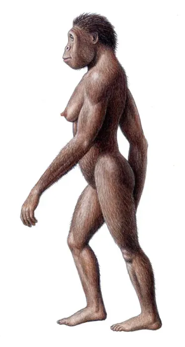 Framed Print : Female Australopithecus africanus Print Framed Print : Female Australopithecus africanus Print