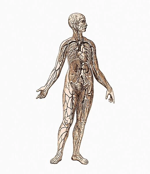 Human Anatomy - Female Body Stock Illustration - Illustration of render,  isolated: 4443276
