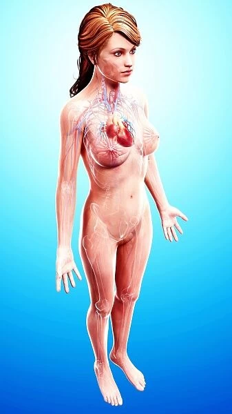 Female cardiovascular system, artwork F007  /  3464