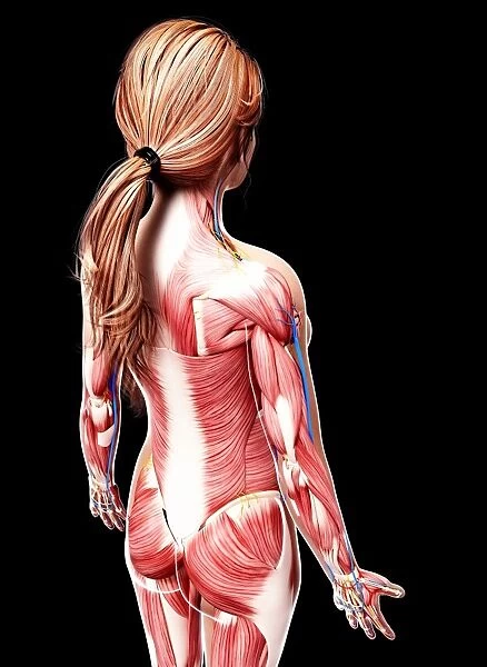 Female musculature, artwork F007  /  4996