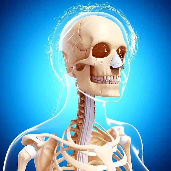 Female skeleton, artwork F007  /  2656