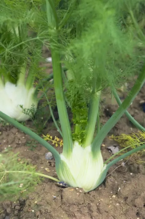 Framed Print : Fennel Crop Print Framed Print : Fennel Crop Print