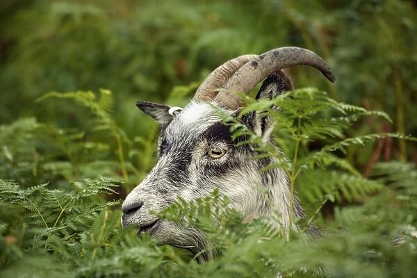 Feral goat C013  /  4746