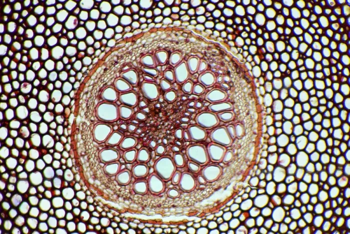 Framed Print : Fern Rhizome Print, Light Micrograph Framed Print : Fern Rhizome Print, Light Micrograph