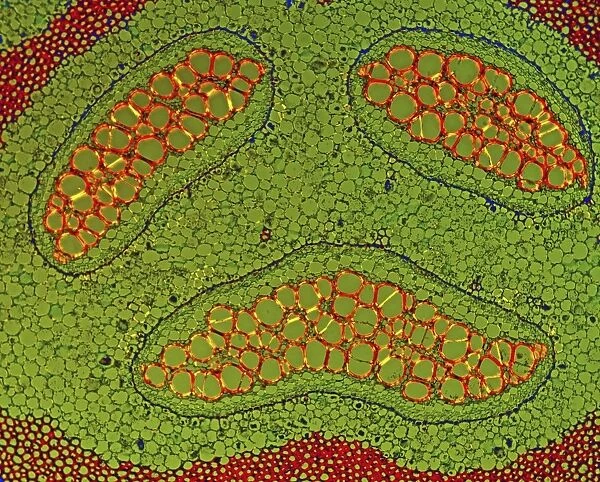 Fern rhizome, light micrograph