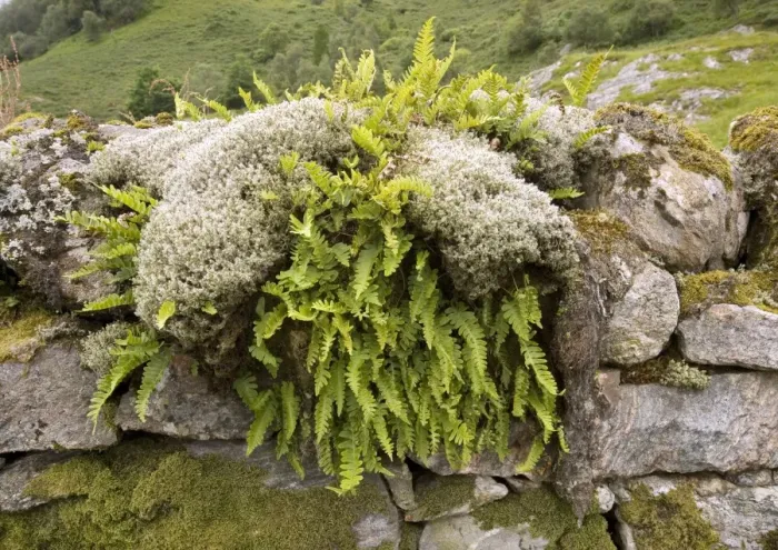 Framed Print : Ferns and mosses Print on Stone Wall Framed Print : Ferns and mosses Print on Stone Wall