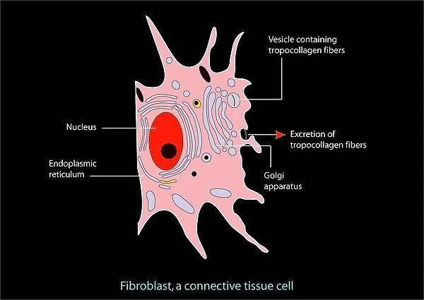 Fibroblast cell, artwork