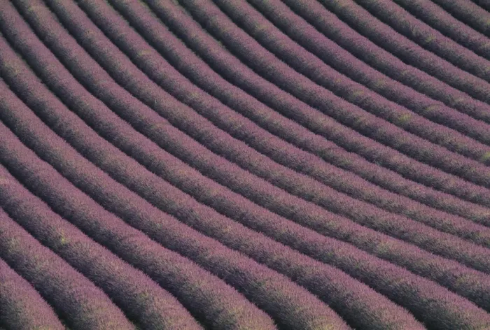 Framed Print : Field of Lavender Print Framed Print : Field of Lavender Print
