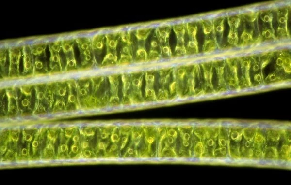 Filaments of Spirogyra alga