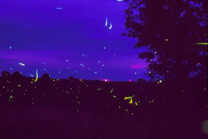 Framed Print : Fireflies over bean fields in Iowa Print Framed Print : Fireflies over bean fields in Iowa Print