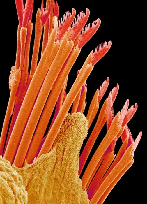 Framed Print : Fireworm Bristles Print, SEM Framed Print : Fireworm Bristles Print, SEM