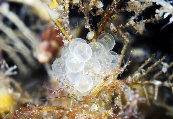 Fish eggs. Close-up of fish eggs (white spheres) on a hydrozoan colony 