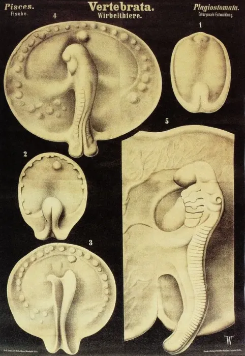 Framed Print : Fish Embryo Print Framed Print : Fish Embryo Print