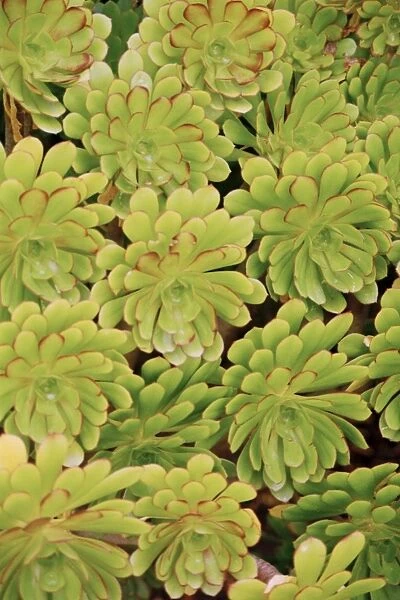 Fisiulera plants