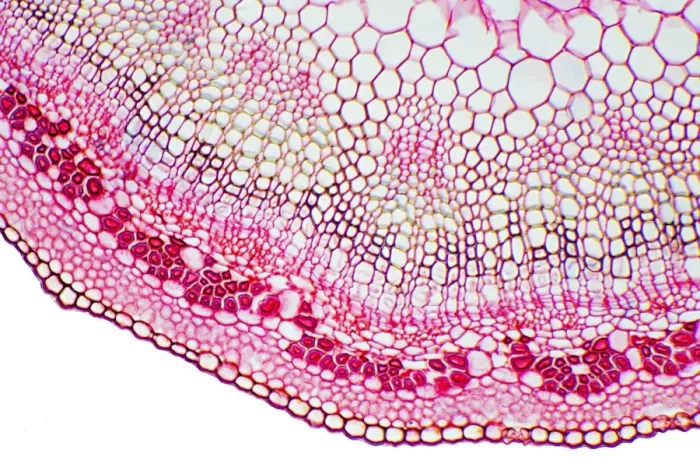 Framed Print : Flax Plant Stem Print, Light Micrograph Framed Print : Flax Plant Stem Print, Light Micrograph