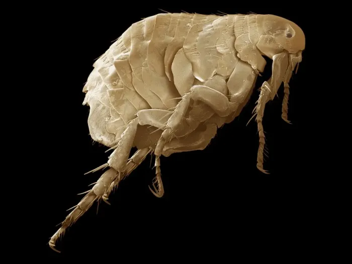 Framed Print : SEM Print of a Flea on a Maned Wolf Framed Print : SEM Print of a Flea on a Maned Wolf