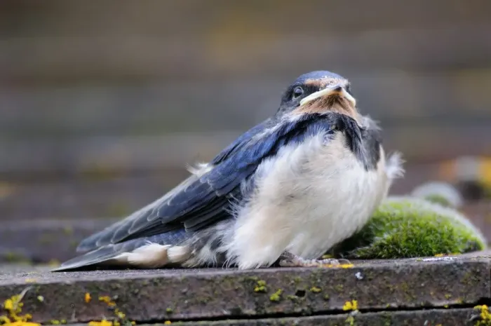 Framed Print : Fledgling Barn Swallow Print Framed Print : Fledgling Barn Swallow Print