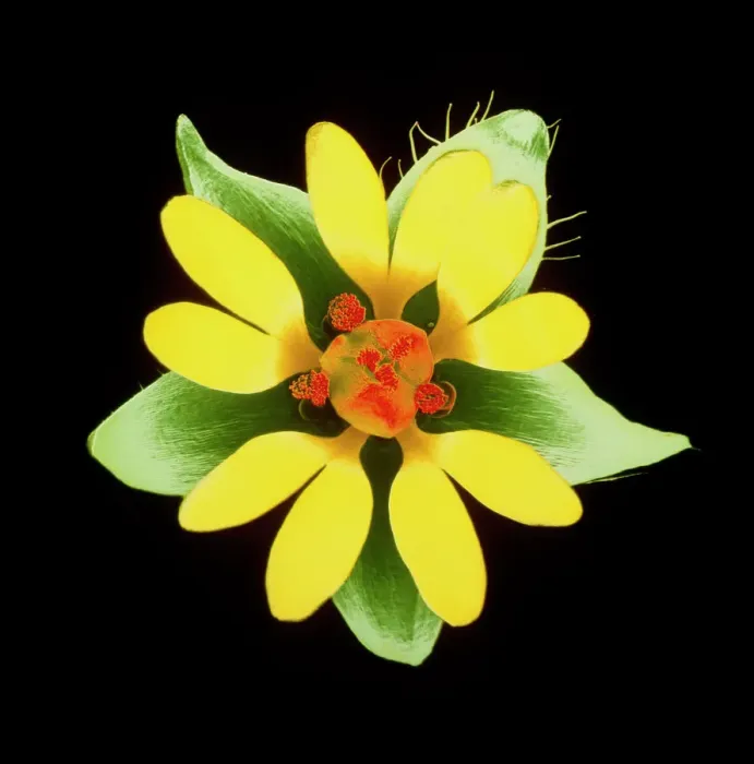 Framed Print : False-colour scanning electron micrograph of common chickweed flower print Framed Print : False-colour scanning electron micrograph of common chickweed flower print