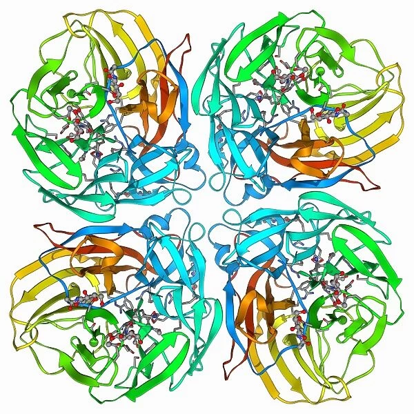 Flu virus surface protein and drug F006  /  9745