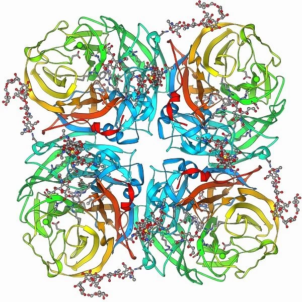 Flu virus surface protein molecule F006  /  9566