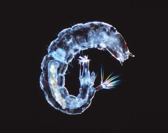Framed Print : Fly Larva Print, Light Micrograph Framed Print : Fly Larva Print, Light Micrograph
