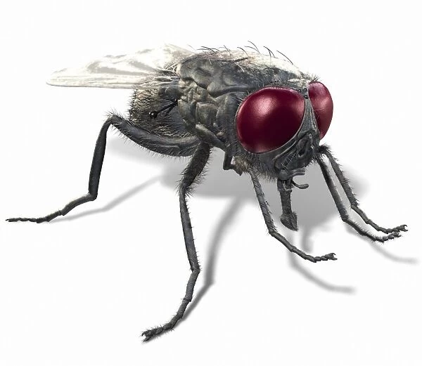 Fly (order Diptera), computer artwork