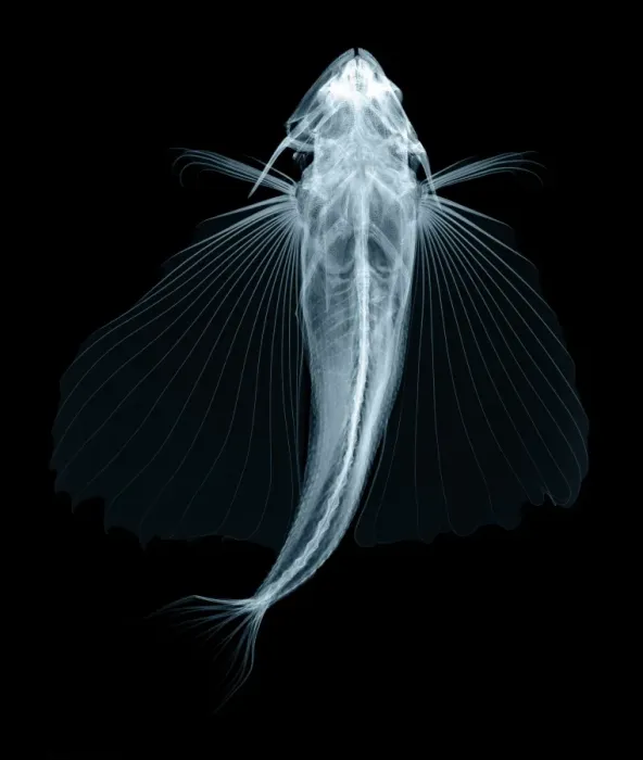 Framed Print : Flying Fish Print - X-ray Framed Print : Flying Fish Print - X-ray