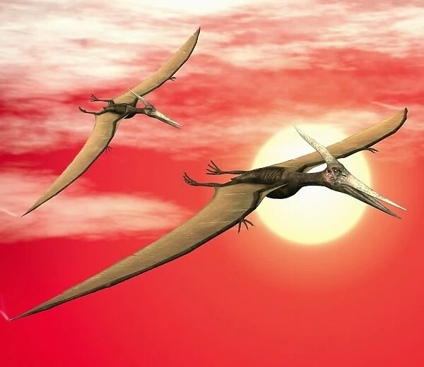Flying pteranodons