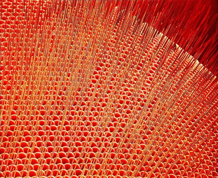 Framed Print : Coloured SEM Print of a Fly's Compound Eye Framed Print : Coloured SEM Print of a Fly's Compound Eye