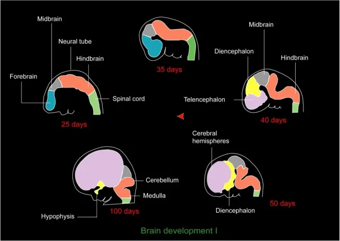 Framed Print : Foetal brain development print Framed Print : Foetal brain development print