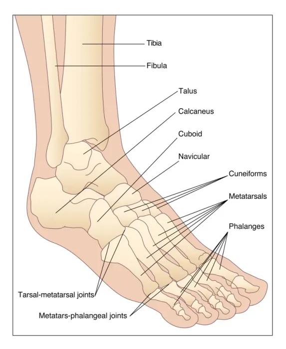 Framed Print : Foot Bones Print Framed Print : Foot Bones Print