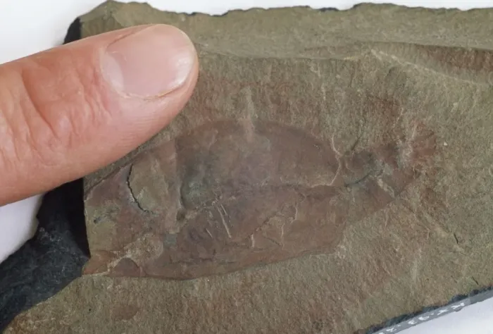 Framed Print : Fossilized Canadaspis sp. Print Framed Print : Fossilized Canadaspis sp. Print