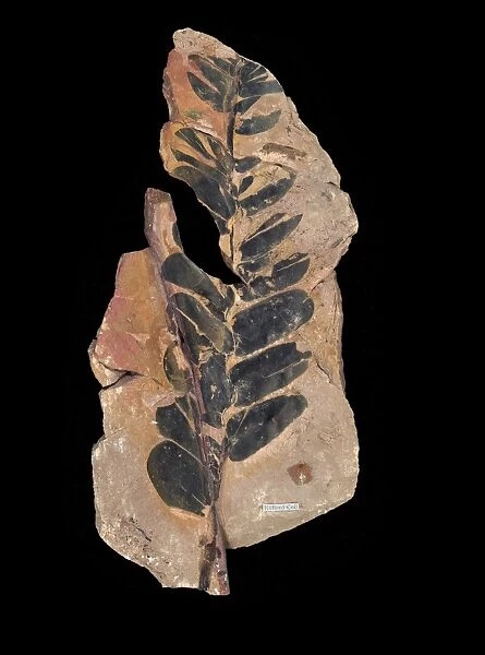 Fossil cycad leaves C016  /  5965