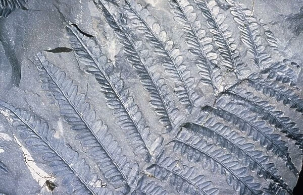 Fossil leaves of Neuropteris