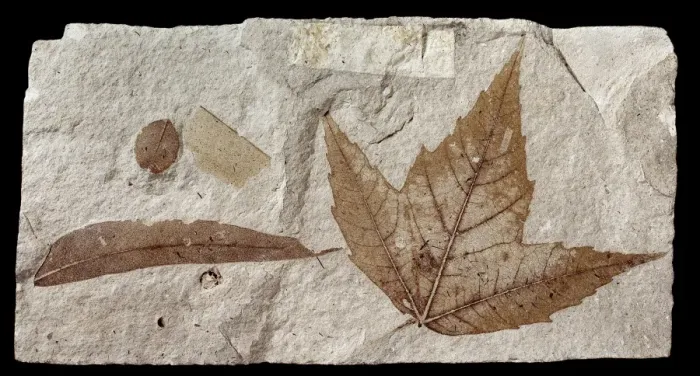 Framed Print : Fossil Maple Leaf Print (Miocene, 5955) Framed Print : Fossil Maple Leaf Print (Miocene, 5955)