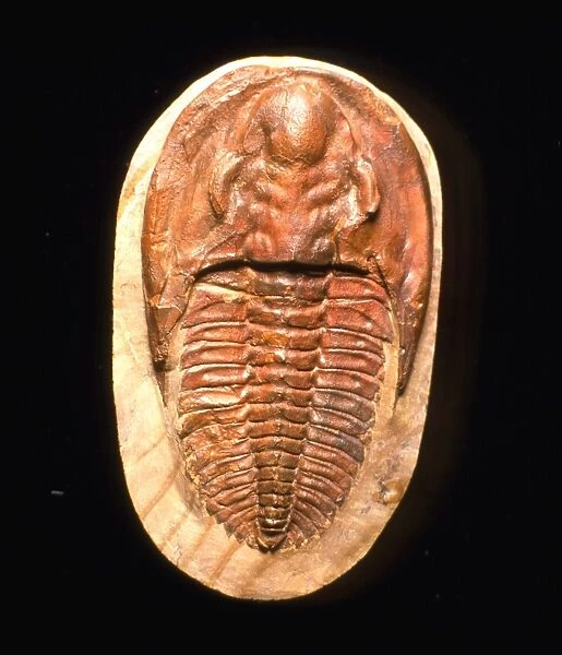 Fossil trilobite from the Cambrian period