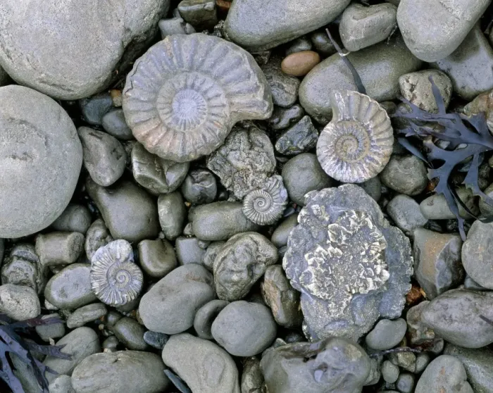 Framed Print : Fossilised ammonite shell print Framed Print : Fossilised ammonite shell print