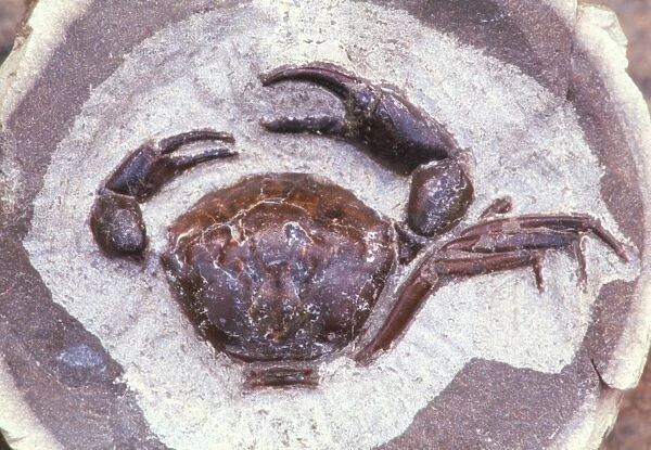 Fossilised crab in a mudstone deposit