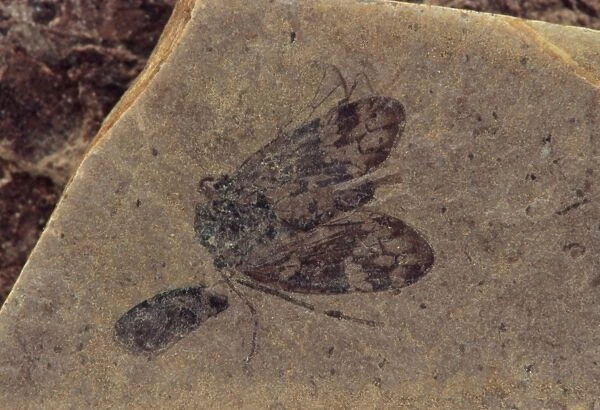 Fossilized moth in mud-stone