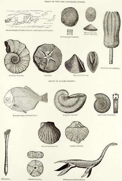Fossils. Historical artwork of various invertebrate