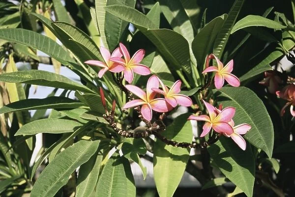 Frangipani (Plumeria rubra)