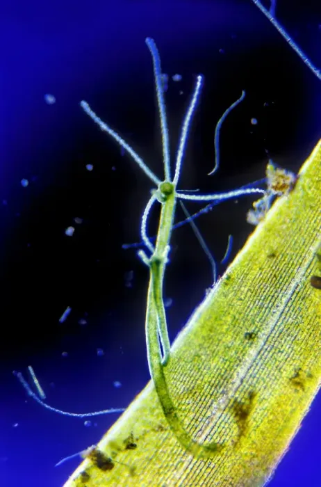 Framed Print : Freshwater Hydra Print: A budding Hydra on Elodea canadensis leaf Framed Print : Freshwater Hydra Print: A budding Hydra on Elodea canadensis leaf