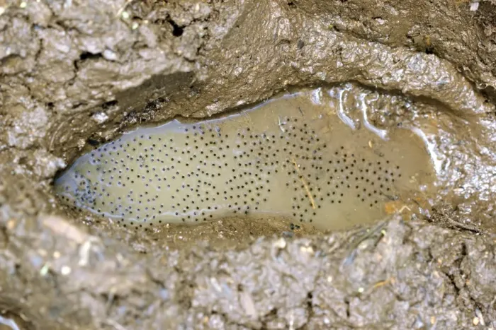 Framed Print : Frog eggs in a footprint Print Framed Print : Frog eggs in a footprint Print