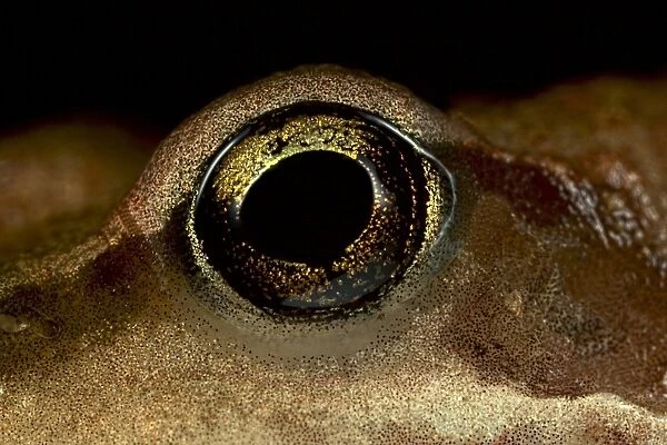 Frog eye. Close-up of the eye of a frog (order Anura)